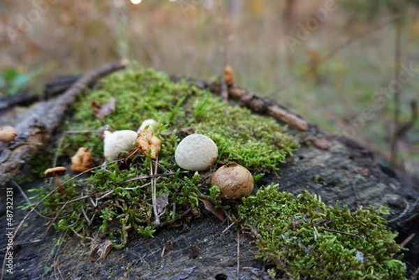 Obraz Mushrooms on a tree