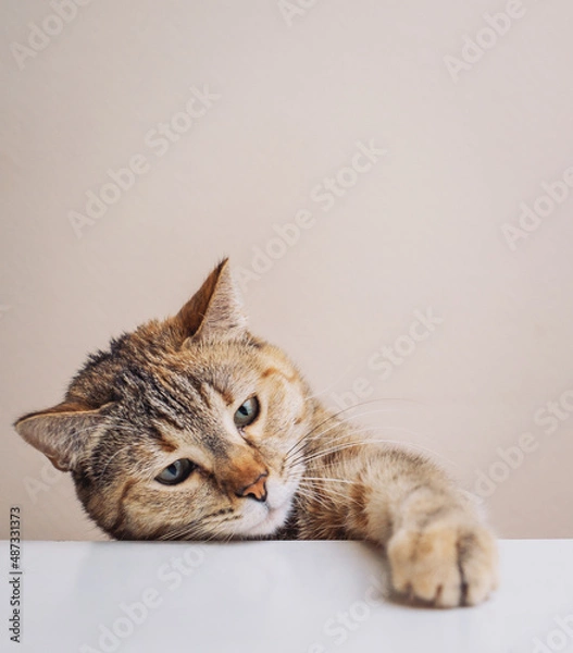 Obraz A domestic cat steals food from the kitchen table with its paw.