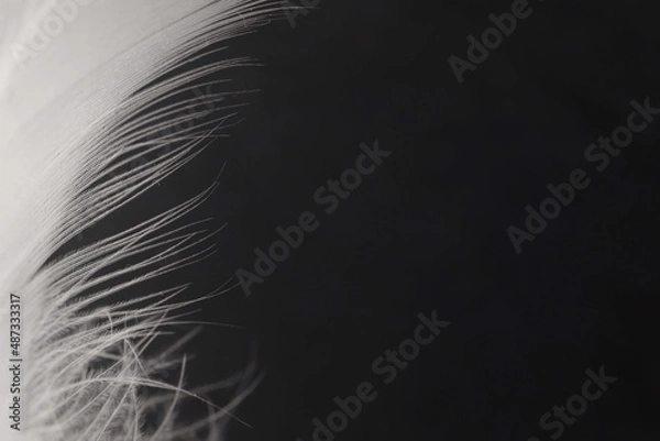 Obraz white feather on a black background
