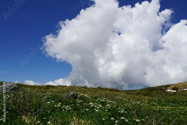 Obraz 雲と青空とお花畑