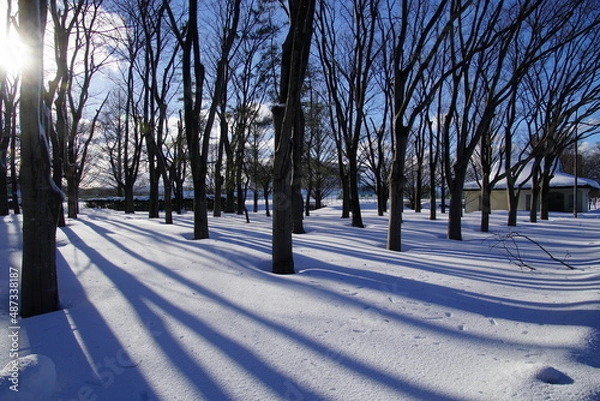 Obraz 雪原に木々の影が長く伸びる