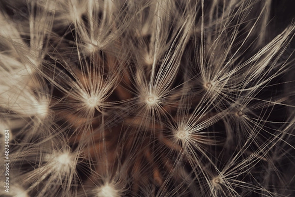 Fototapeta blow ball in a park in Japan close up