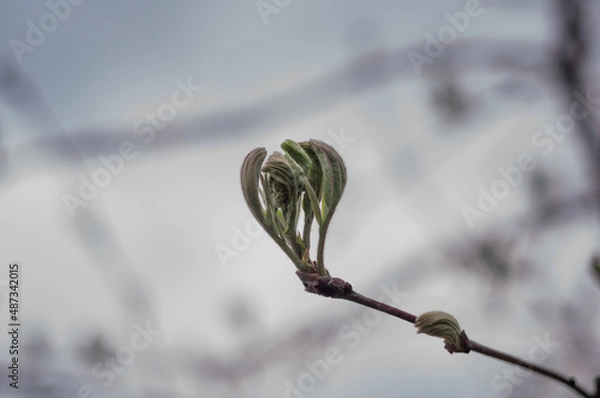 Obraz Blossoming chestnut leaves on a branch in spring