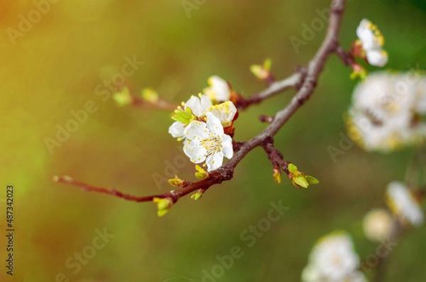 Obraz Cherry blossoms on a branch in spring