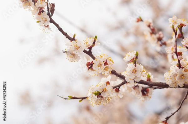 Obraz Cherry blossoms on a branch in spring