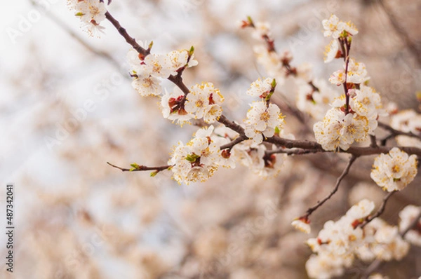 Obraz Cherry blossoms on a branch in spring