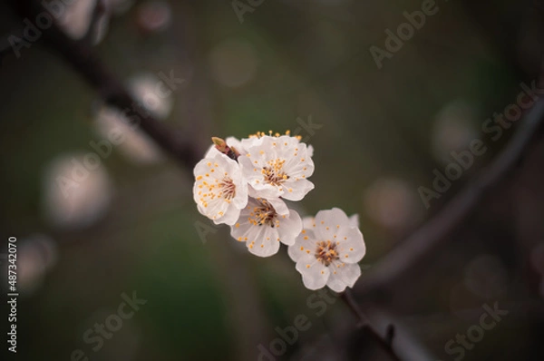 Obraz Cherry blossoms on a branch in spring
