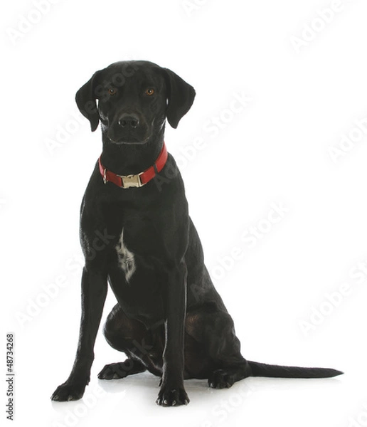 Obraz black lab cross