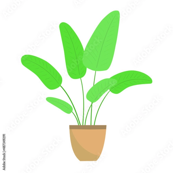 Obraz Home plant in a pot. Vector illustration isolated on white background.