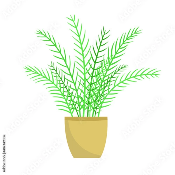 Obraz Home plant in a pot. Vector illustration isolated on white background.