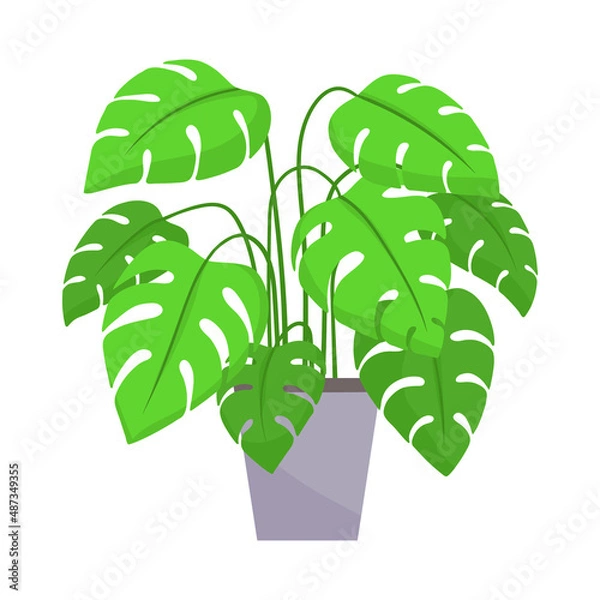 Obraz Home plant in a pot. Vector illustration isolated on white background.