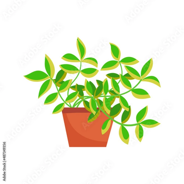 Obraz Home plant in a pot. Vector illustration isolated on white background.