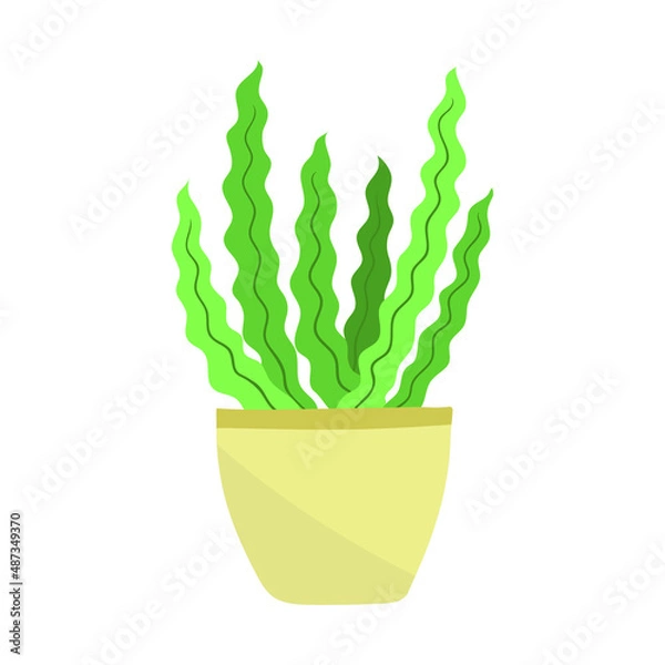 Obraz Home plant in a pot. Vector illustration isolated on white background.