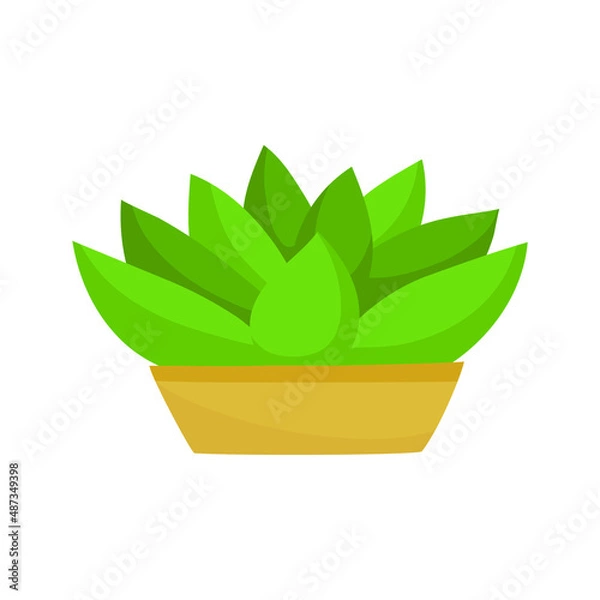 Obraz Home plant in a pot. Vector illustration isolated on white background.