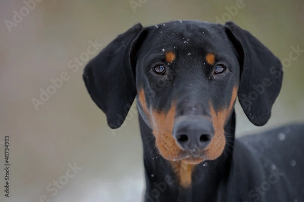 Obraz Schwarzer Hund - Dobermann - Portrait