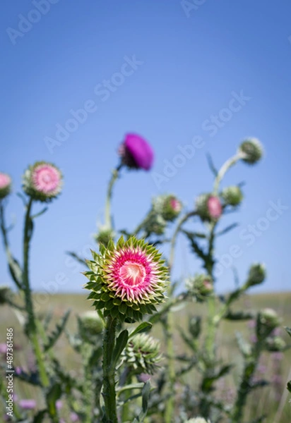 Fototapeta Herbaceous Plants, Milk Thistle. Shallow Depth Of Field. Macro.