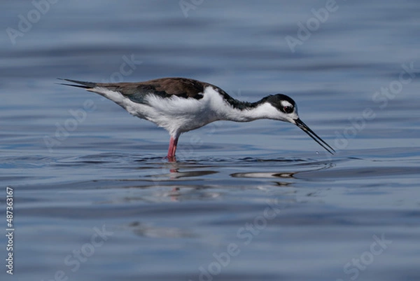 Obraz Black-necked stilt