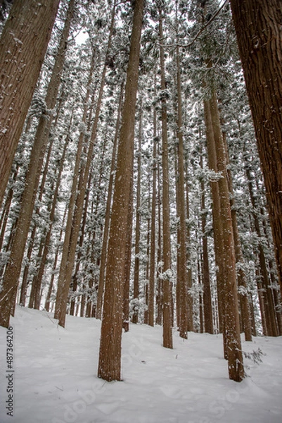 Obraz 垂直に伸びる冬の杉林