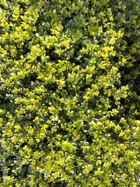 Obraz 柘植の生垣のクローズアップ