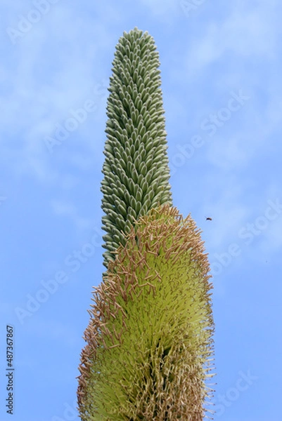 Obraz agave titanota