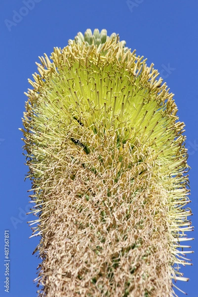 Obraz agave titanota