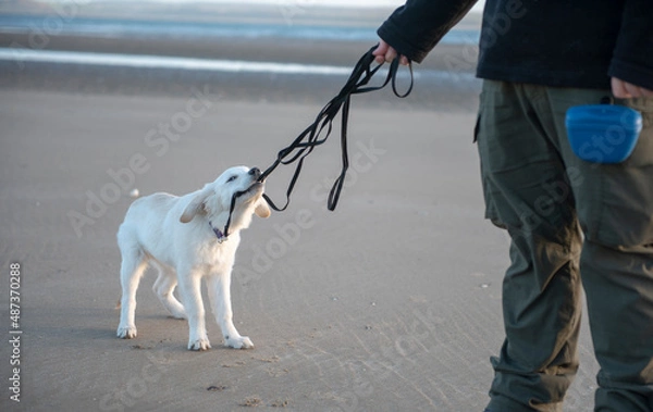 Fototapeta Naughty young Golden Retriever puppy bitting at pulling at training lead at beach 