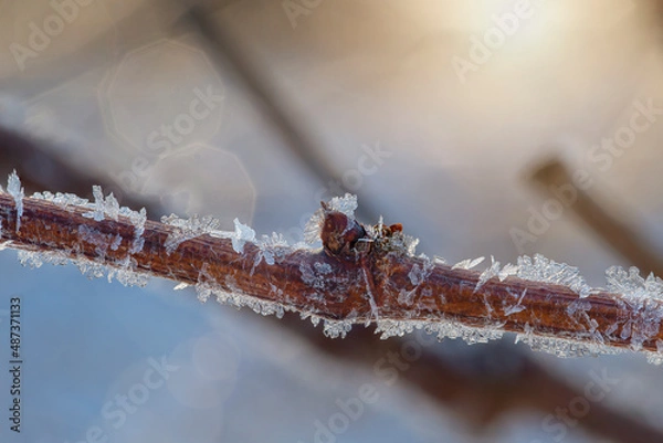 Fototapeta New bud forms on grapevine covered with ice crystals