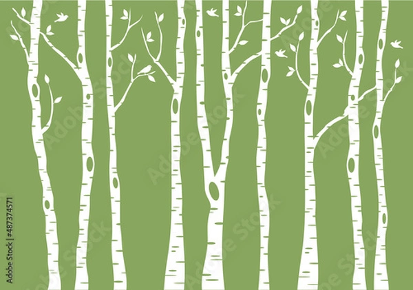 Fototapeta birch tree forest, vector background illustration