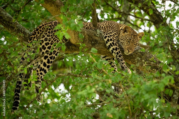 Fototapeta leopard in the tree