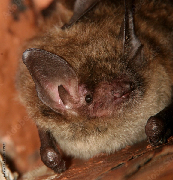 Obraz Mały brązowy nietoperz