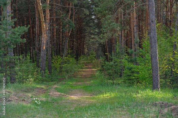Obraz Wild path in the mixed green summer forest