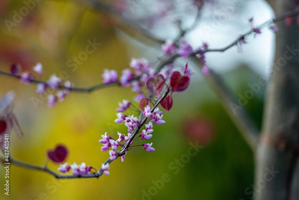 Obraz aufblühender Ast