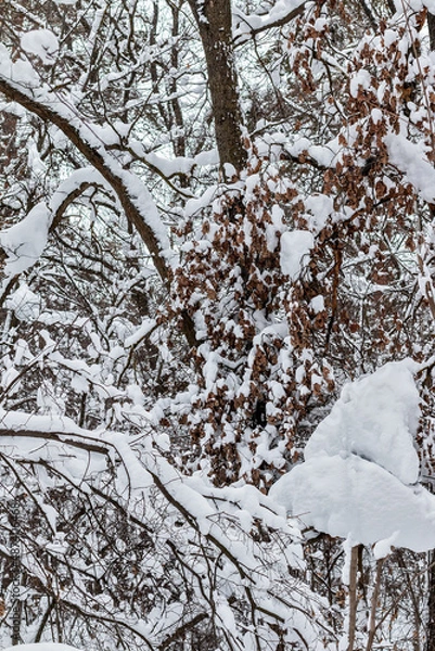 Obraz Too much snow in the forest