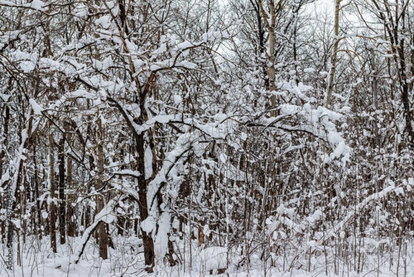 Obraz Too much snow in the forest
