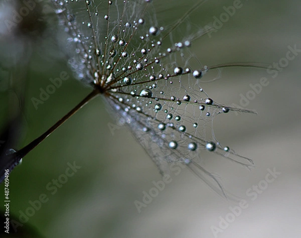 Fototapeta dandelion and a drop of water