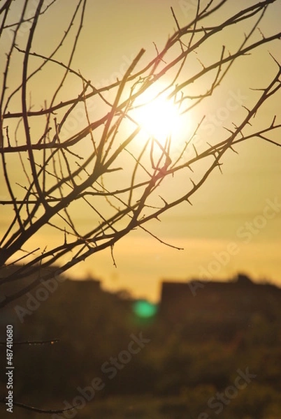 Obraz Sunset and tree