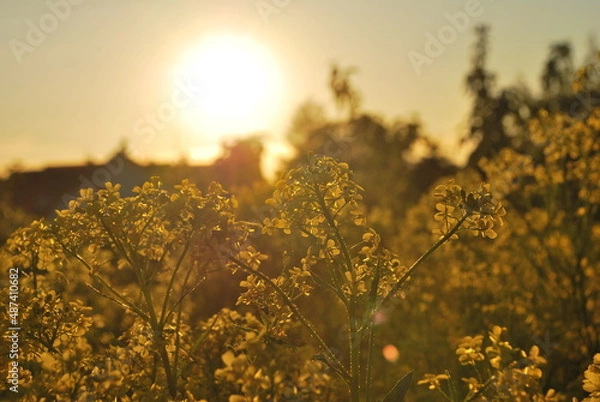 Obraz Sunset and rape