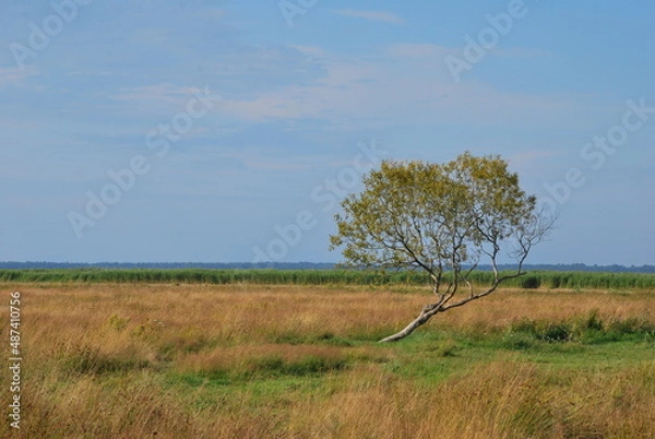 Obraz Alone tree