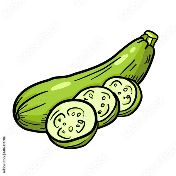 Fototapeta Vector illustration, zucchini isolated on white background.