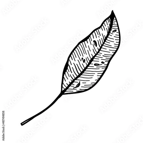 Fototapeta Vector illustration, flora, isolated on white background.