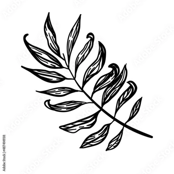 Fototapeta Vector illustration, leaf, flora, isolated on white background.
