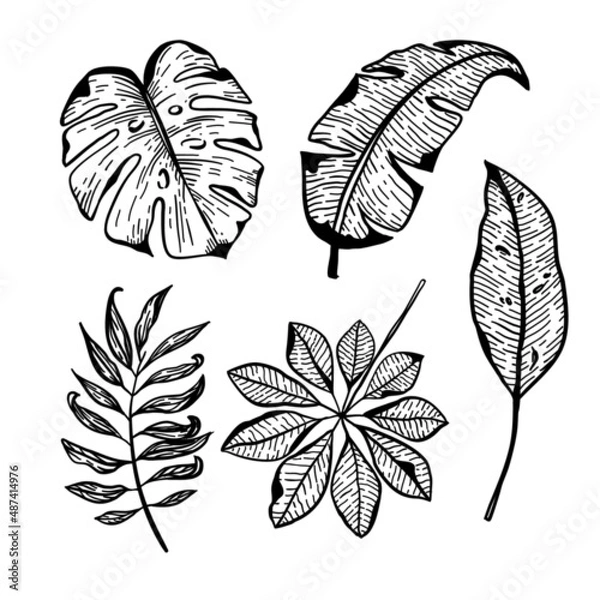 Fototapeta Vector illustration, leaves set isolated on white background.
