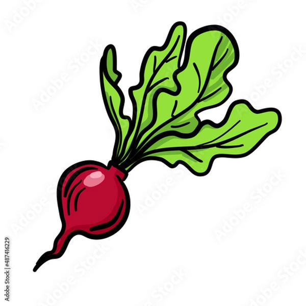 Fototapeta Vector illustration, radish isolated on white background.