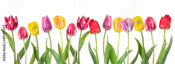 Fototapeta set of tulips isolated on white background