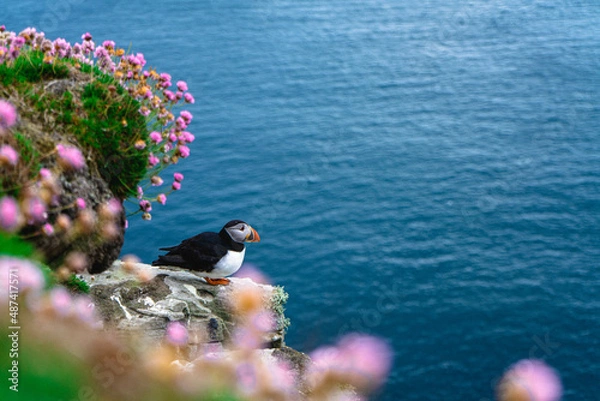 Obraz Puffins at Dunnet Head