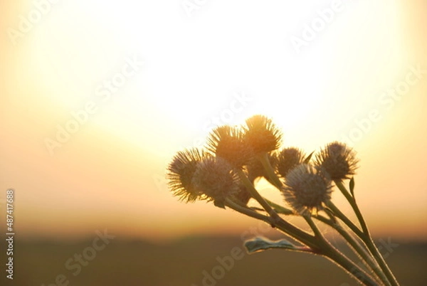 Obraz Thistle and sunset