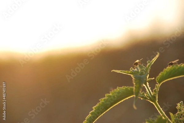 Obraz Flies and sunset