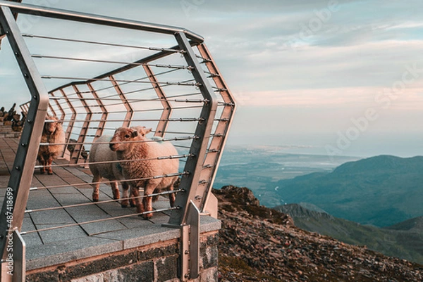 Obraz Snowdon Peak at Sunset