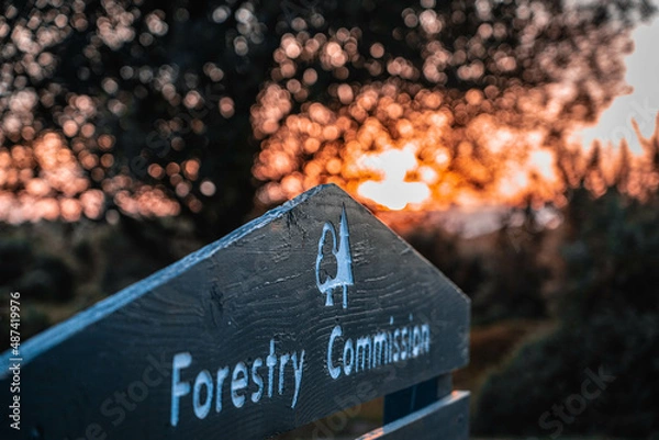 Fototapeta New Forest Sunset