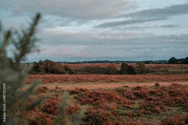 Fototapeta New Forest Sunset